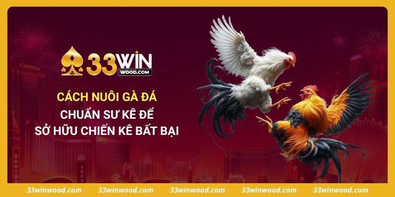Cách Nuôi Gà Đá Chuẩn Sư Kê Để Sở Hữu Chiến Kê Bất Bại