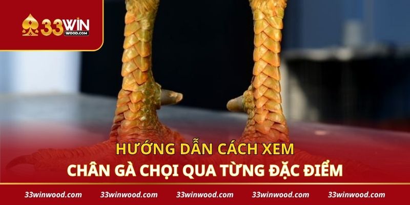 Hướng dẫn cách xem chân gà chọi qua từng đặc điểm