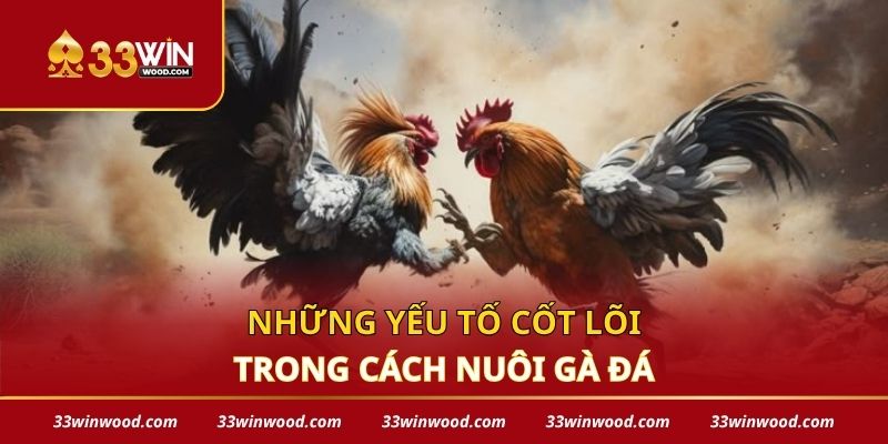 Những yếu tố cốt lõi trong cách nuôi gà đá